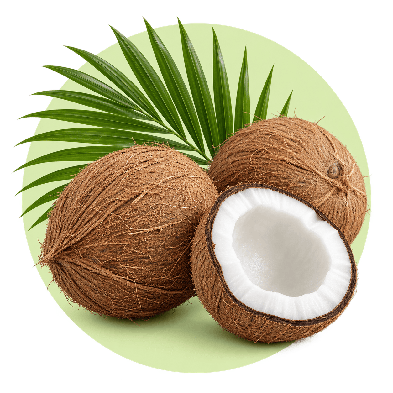 Coconuts from Tiptur